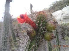 Borzicactus sepium