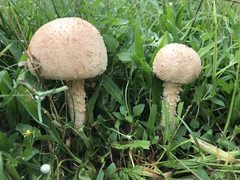 Saproamanita manicata