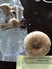 Saproamanita manicata