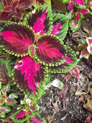 Coleus scutellarioides