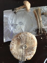 Saproamanita manicata