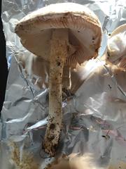 Saproamanita manicata
