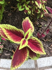 Coleus scutellarioides