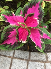 Coleus scutellarioides