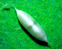 Pholetesor
