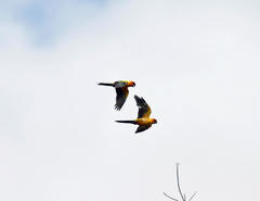 Aratinga solstitialis