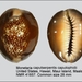 Monetaria caputserpentis caputophidii - Photo (c) WoRMS Editorial Board, μερικά δικαιώματα διατηρούνται (CC BY-NC-SA)