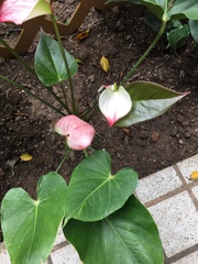 Anthurium