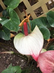 Anthurium