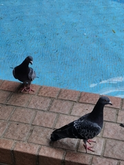 Columba livia domestica