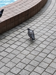 Columba livia domestica