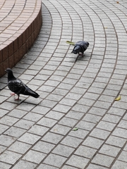 Columba livia domestica