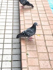 Columba livia domestica