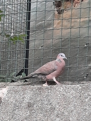 Streptopelia chinensis