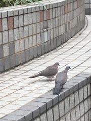 Streptopelia chinensis