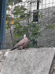 Streptopelia chinensis