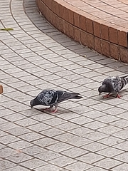 Columba livia domestica