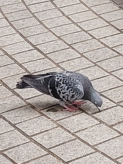 Columba livia domestica