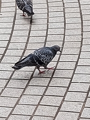 Columba livia domestica