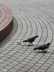 Columba livia domestica