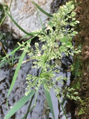 Polypogon viridis
