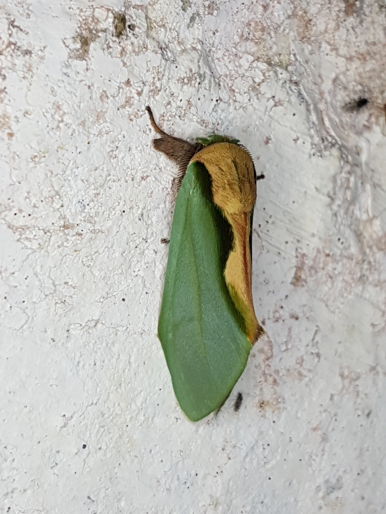 Rosema sciritis