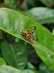 Amata grotei