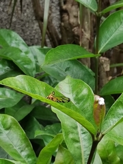 Amata grotei