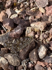 Vanessa cardui