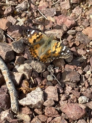 Vanessa cardui
