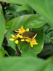 Papilionoidea