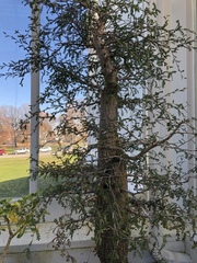 Operculicarya decaryi