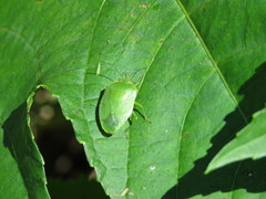 Chinavia marginata