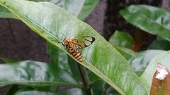 Amata grotei
