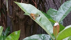 Amata grotei