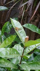 Amata grotei