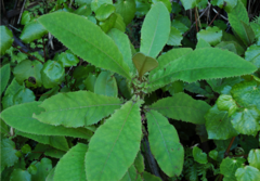 Brachyglottis hectorii