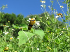 Chauliognathus nigrocinctus