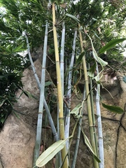 Bambusa chungii