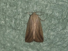 Amolita obliqua