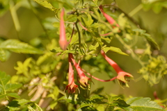 Tropaeolum pentaphyllum