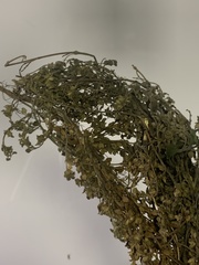 Clinopodium nubigenum