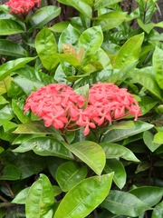 Ixora