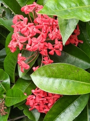 Ixora