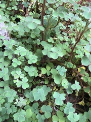 Oxalis tuberosa