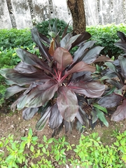Cordyline fruticosa