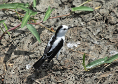 Fluvicola pica