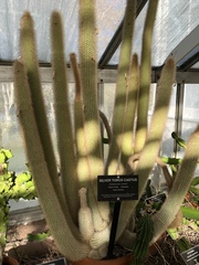 Cleistocactus strausii