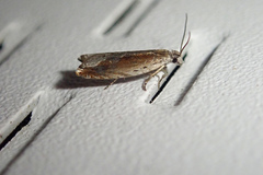 Ancylis goodelliana
