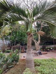 Arecaceae